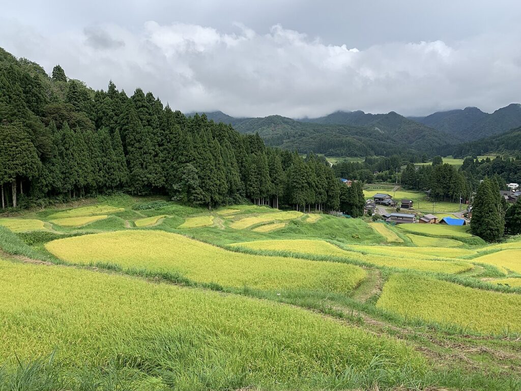 田んぼ