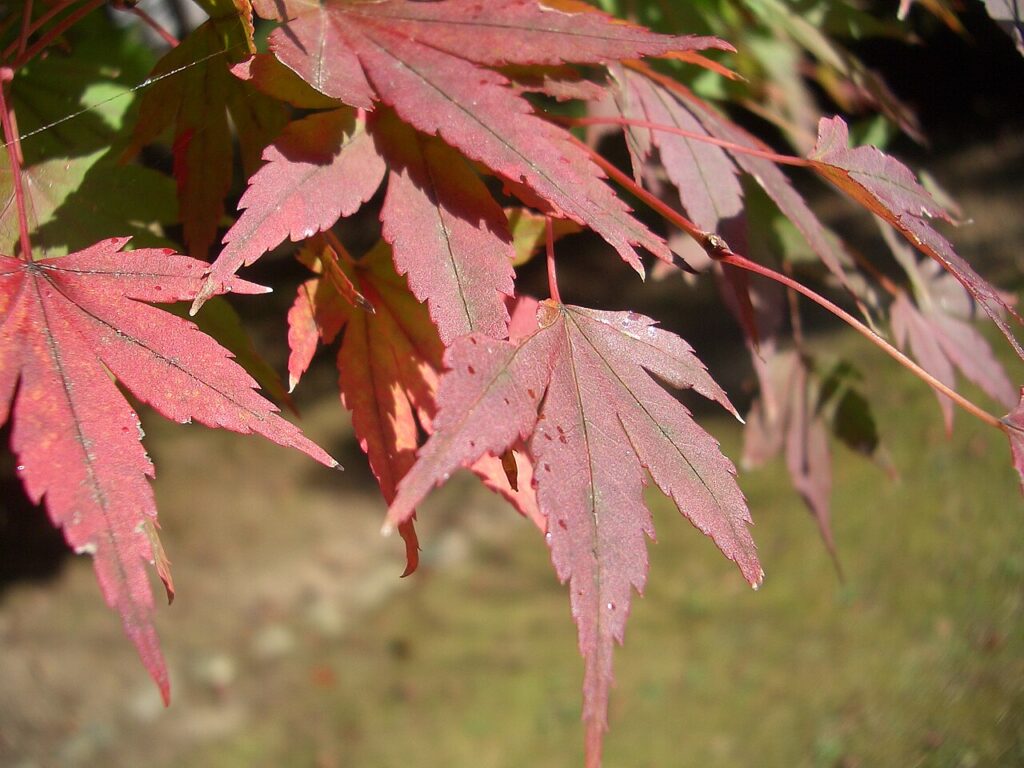 紅葉